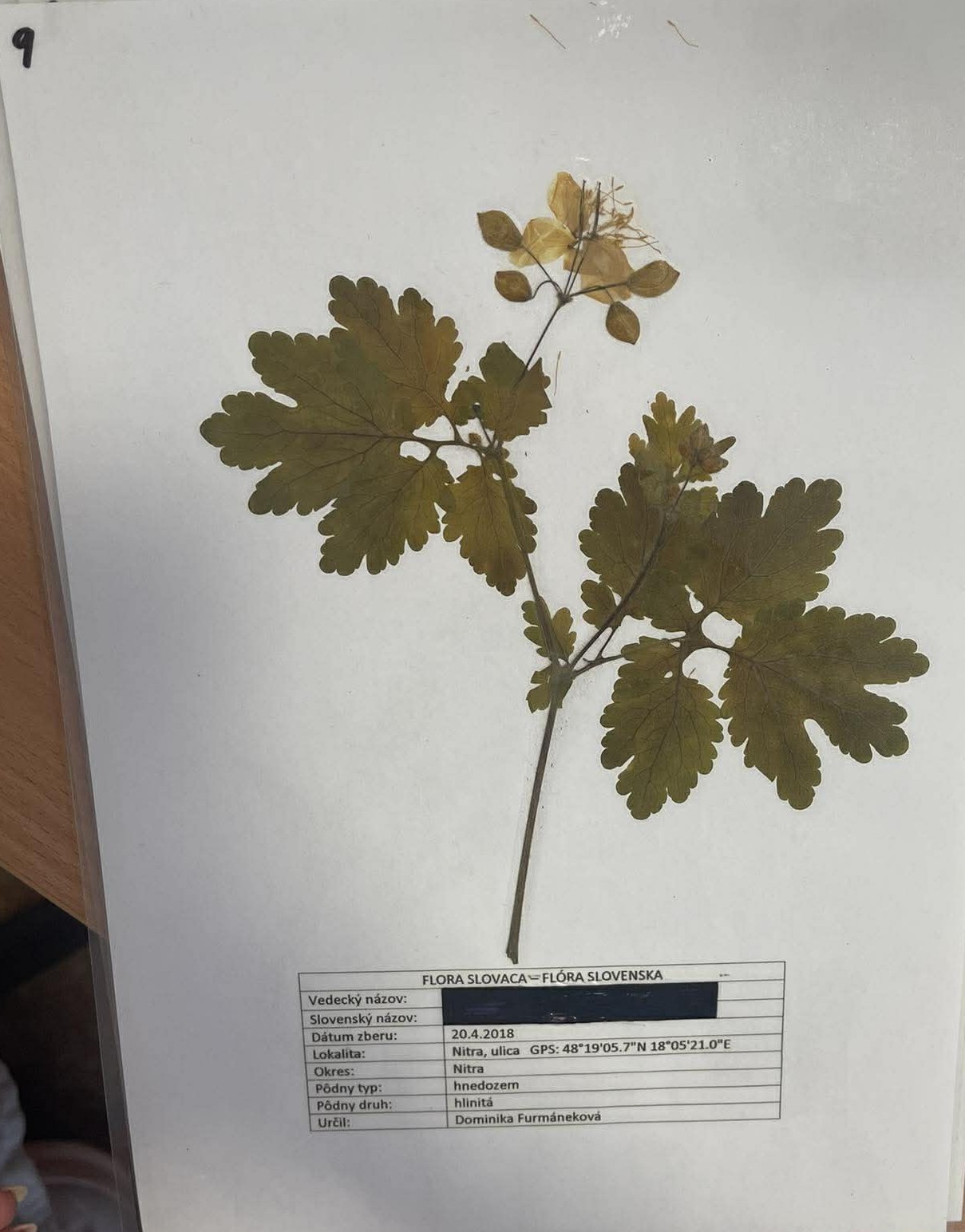 Rastlina Chelidonium majus